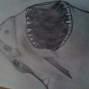 le requin :3